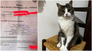 Si spacciano per guardie zoofile dell’Enpa e rubano una gatta. «È una truffa, non siamo noi»