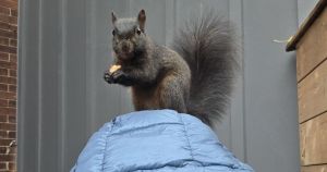My midtown Toronto home was taken over by 2 orphaned baby squirrels. Letting them go wasn’t easy