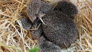 Stacheliges Happy End! Ausgesetzte Igelmama und ihre sechs Babyigel sind wieder vereint