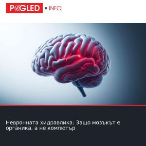 Невронната хидравлика: Защо мозъкът е органика, а не компютър