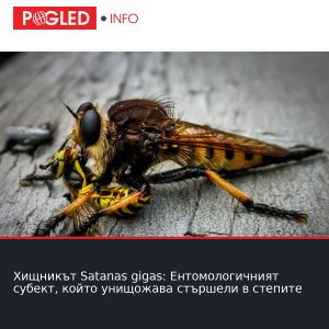 Хищникът Satanas gigas: Ентомологичният субект, който унищожава стършели в степите