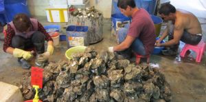 El cambio climático acaba con toneladas de ostras y mejillones en Japón y en Galicia