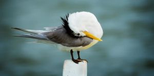 Australia’s bird flu response: too little, but it’s not too late