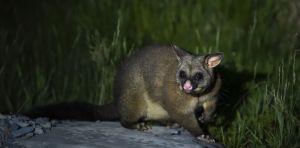 Listening to the bush: how AI can help NZ rid its wilderness of ‘hold‑out’ pest possums