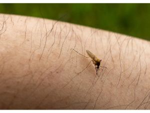 LETTER: The incessant mosquito