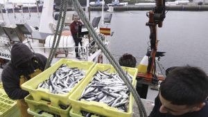 Los científicos evalúan la cantidad de anchoa, clave para la pesca asturiana