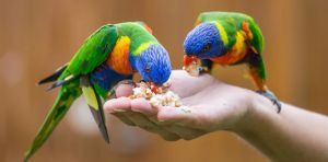 Backyard bird feeding could be a bird flu ‘superspreader’. An expert explains