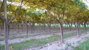 Siccità, il piano del Consorzio Piave: «Servono 40 milioni per cambiare l’irrigazione»