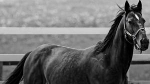Stop macellazioni equidi, per il cavallo Varenne e non solo