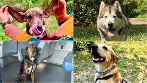Florence dog rescue, accoglienza formato famiglia: cure, adozioni e tanto amore. “Così aiutiamo i cani in difficoltà”