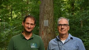 Jahrhundertealte Baum-Kolosse kämpfen mit der Hitze – das Alter hilft ihnen zu überleben