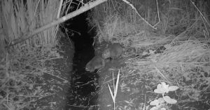 WATCH: First wild beavers born in Norfolk for more than 500 years