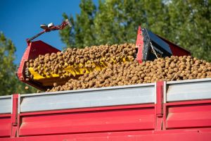 « Le plus faible rendement observé depuis plus de 30 ans » : les producteurs de pommes de terre face aux conséquences des canicules