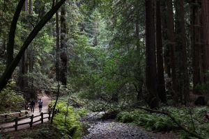California should fight Trump’s plan to end protections for U.S. national forests