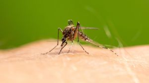Komarci šire opasan virus širom Evrope: Kakva je situacija u Srbiji?