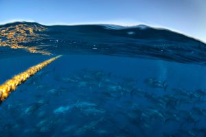 200-pound bluefin tuna all over Northern California? Experts explain.