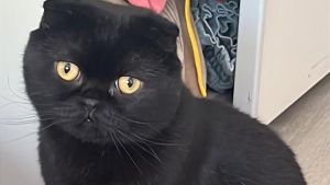 Betrunkener kracht auf der B523 in ihr Auto: Jetzt sucht eine Familie verzweifelt ihren Kater Michi