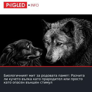 Биологичният мит за родовата памет: Разчита ли кучето вълка като прародител или просто като опасен външен стимул