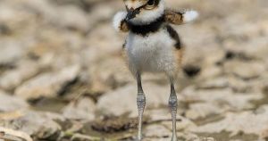 Three tiny, fuzzy killdeers and a very clever mom