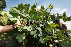 Les viticulteurs du Béarn abordent avec optimisme des vendanges particulièrement précoces