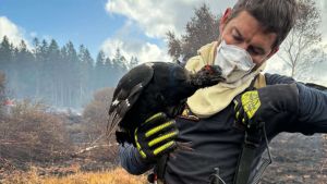 Korhoenders hard geraakt door brand in Hoge Venen: grootschalig natuurherstel nodig