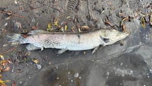 Fischsterben im Kofenweiher geht weiter und die Helfer sind im Dauereinsatz