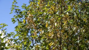 Nieuw onderzoek: bomen kunnen minder goed tegen droogte dan gedacht