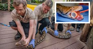 110-pound python named Jodie Foster is the first snake to receive human cancer treatment