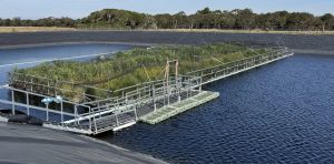 Floating wetlands a promising way to decrease wastewater emissions: new research