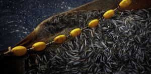 Climate change may halve omega‑3 fatty acids in fish and the organisms they eat