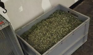 Za 12 kilogramov zasežene marihuane pravi, da so bile samo smeti