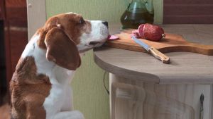 Dürfen Hunde Schweinefleisch fressen? Es kommt auf die Zubereitung an