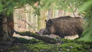 Occhio alla peste suina. L’area delle Cerbaie desta preoccupazione