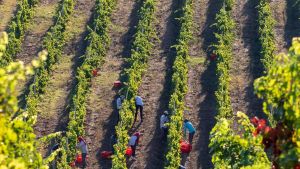 Una vendemmia sprint: 