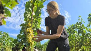 Warmer Frühling, heißer Sommer: Weinlese am Bodensee startet so früh wie nie