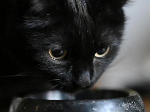 Жена удуши котка, глобиха я с 30 000 евро
