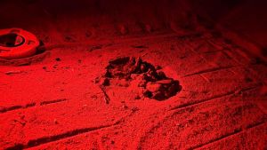 La meraviglia della natura: sulla spiaggia di Fetovaia sono nate 65 tartarughe marine