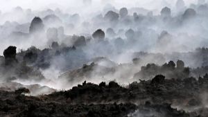Incendies, sécheresses, inondations: la réponse passe par la bioéconomie