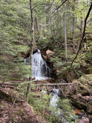 A Walk in the Woods: Growing forests carbon credit program taking off