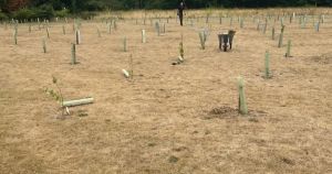 Anger as vandals destroy young trees at woodland burial park