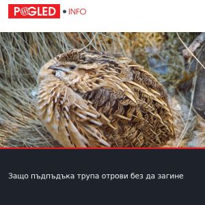Защо пъдпъдъка трупа отрови без да загине