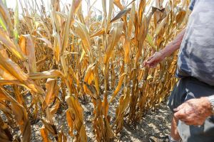 Sécheresse en Béarn : du « jamais vu » de mémoire d’agriculteur