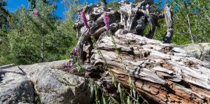 Y a‑t‑il trop de bois mort dans nos forêts ?