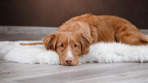 Morbus Addison beim Hund: Wie gefährlich ist die Hormonstörung?