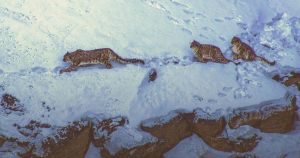 Wow these snow leopard cubs are cute. But what about reintroducing lynx?