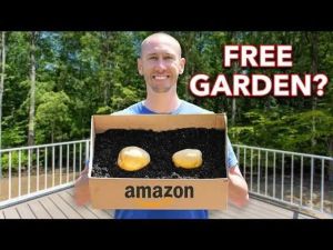 A guy planted potatoes in an Amazon box as an experiment. Even he was surprised what happened.