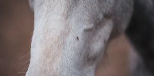 ¿Nacen o se hacen? Las preferencias alimentarias de los mosquitos, bajo la lupa evolutiva