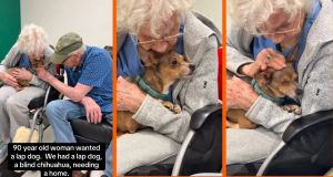 A 90-year-old woman wanted a lap dog. A blind rescue Chihuahua needed a lap.