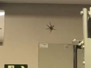A treta da aranha