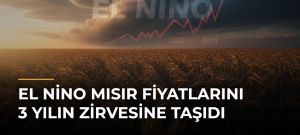 El Nino Mısır Fiyatlarını 3 Yılın Zirvesine Taşıdı